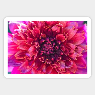 Dahlia and dew drops Sticker